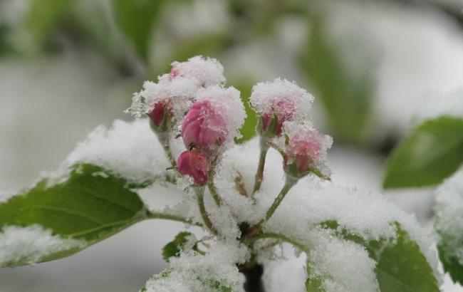 "Запасіться лопатами": синоптик дала невтішний прогноз на вихідні