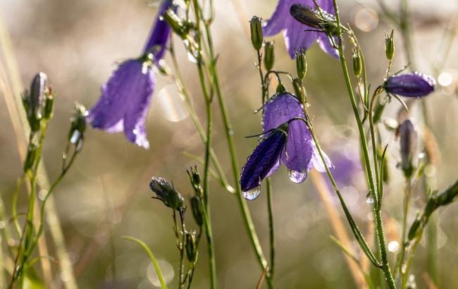 Зонт можно не прятать: синоптики дали прогноз на выходные