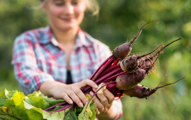 Як вибрати буряк в магазині, щоб він був дійсно смачний