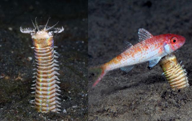 Ученые обнаружили в океане трехметрового червя-хищника