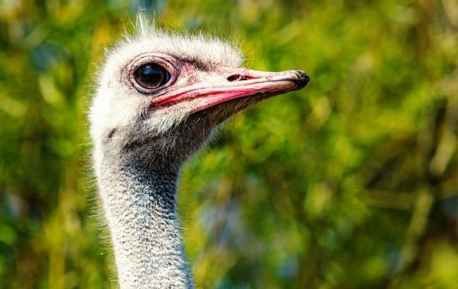 Патрульні Дніпра ловили страусів-втікачів, які розгулювали по трасі