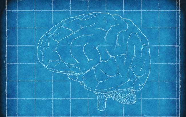 Створено найдетальніше 3D-зображення головного мозку