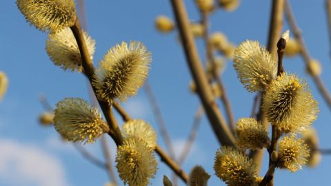 Синоптики лякають українців квітневим снігом