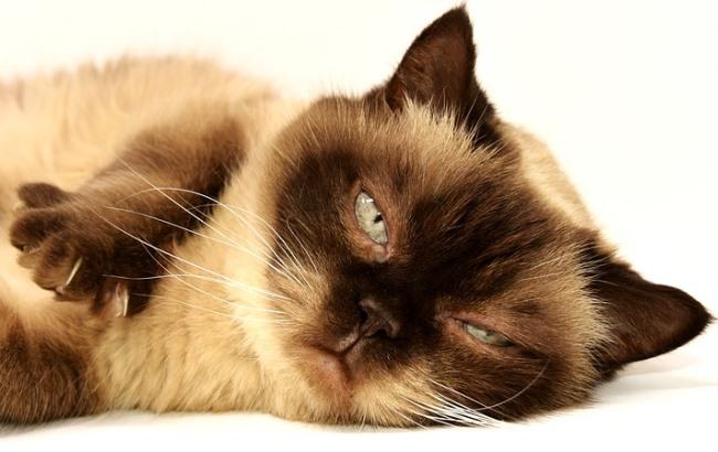 У Львові створять крематорій та кладовище для тварин