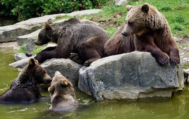 Сім'ю бурих ведмедів з Херсона переселять на природу в Карпати