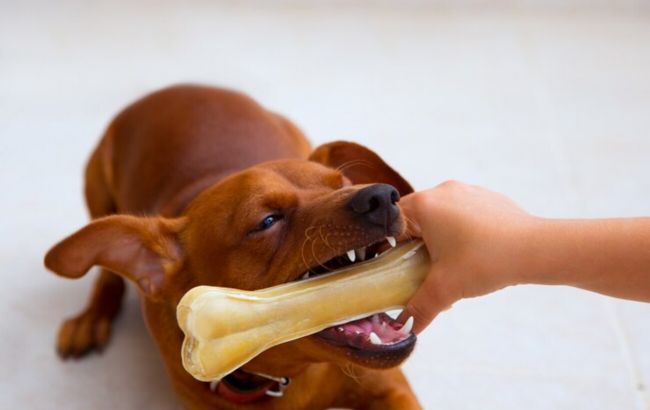 Ці ласощі для собак можуть зруйнувати зуби тварин: не купуйте їх