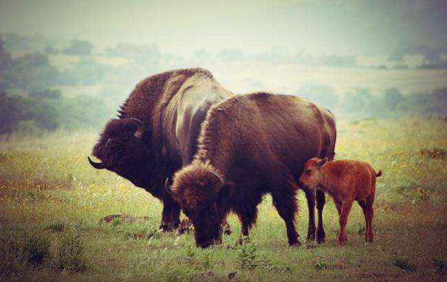 Леса Прикарпатской области атаковали бизоны-"нелегалы"