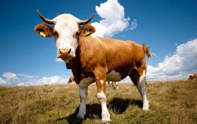 У Вінницькій області бик насмерть забив чоловіка
