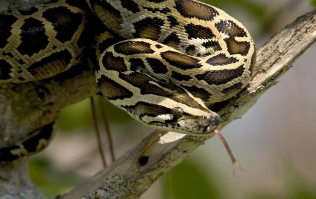 Женщина нашла во дворе своего дома гигантского питона, который проглотил кенгуру