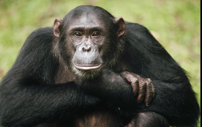 Суд у США відмовився вважати шимпанзе особистостями