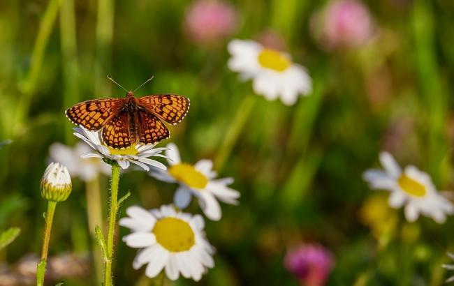 Повертаються дощі: синоптики уточнили прогноз на четвер