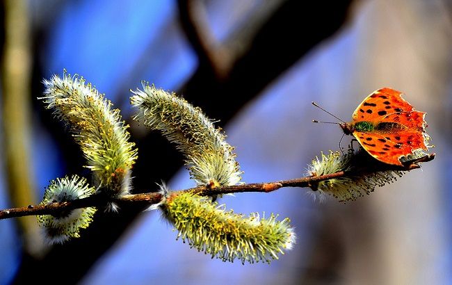 Погода в Україні: як довго триватиме потепління