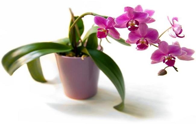 Как ухаживать за орхидеей