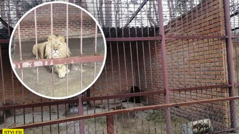 В глазах безнадега: в частном зверинце под Харьковом голодают животные