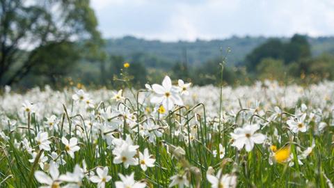 В Украине расцвела долина легендарных нарциссов