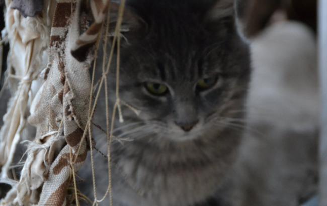 "Котиків вам в стрічку": блогер показав "бойових пухнастиків" на Донбасі