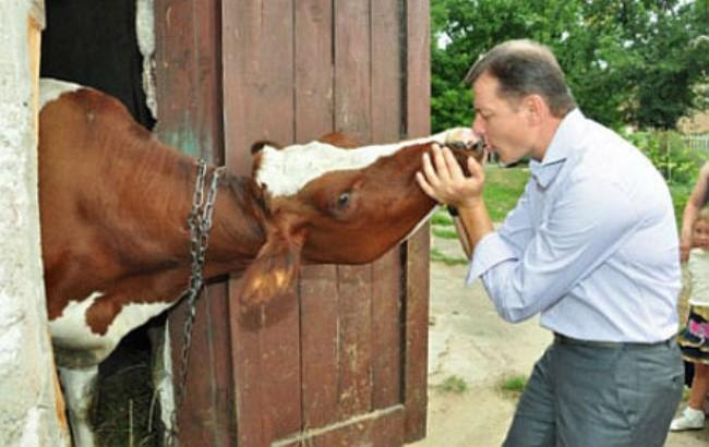 Народный депутат предложил давать селянам по 5 тысяч на корову