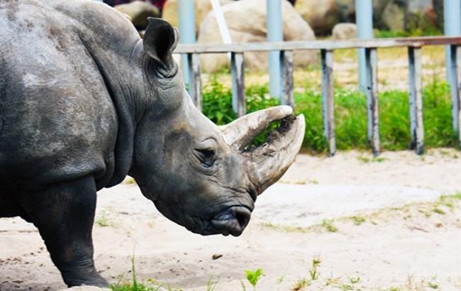 Прощай, Тревога: в Киеве умер старейший носорог Европы