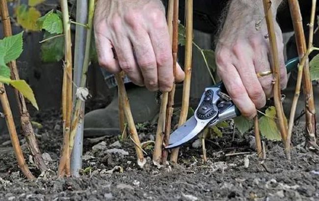 Три главные причины, почему ваш урожай малины зависит от осенней обрезки