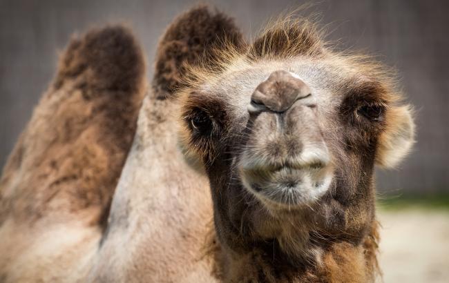 "Пробивають дно": в Тернопільській області гастролючий цирк кинув на вулиці верблюда