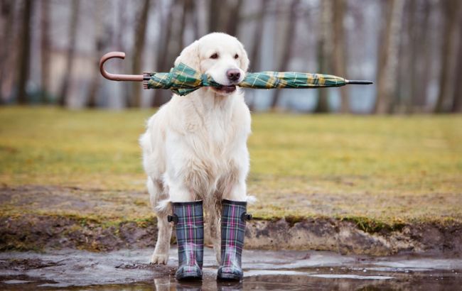 Погода на сегодня: на западе и севере Украины грозы, температура до +36