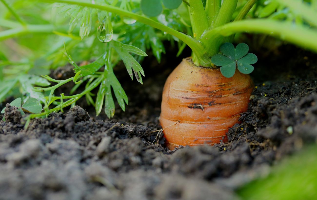 Морковь под зиму – как правильно посадить овощ