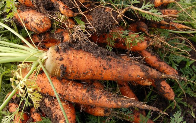 Ось чому морква виростає покрученою, тонкою і тріскається
