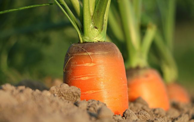Эти сорта моркови - самые сладкие. Запомните три названия