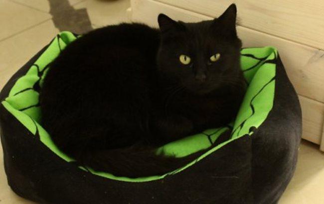 Во Львове активисты просят людей забрать кошек из зоокафе