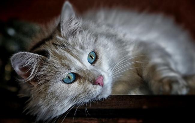 В Киеве из окна многоэтажки выбросили кошку (фото)