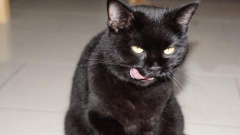 "Я коту довіряю": на вітрині київського магазину помітили пухнастого дегустатора (відео)