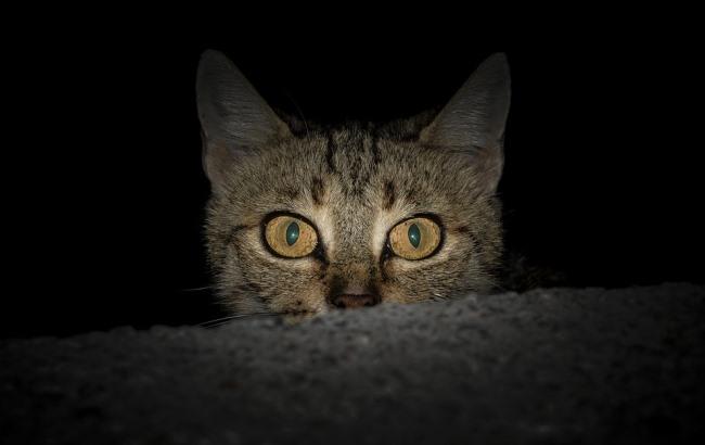 В КГГА хотят изменить решение о защите уличных котов