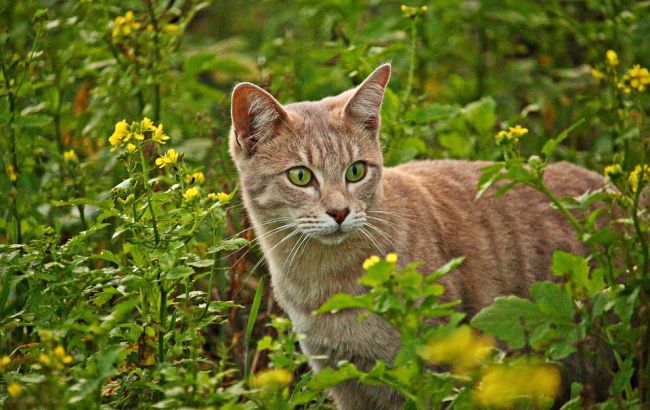 Погода на сегодня: в Украине переменная облачность, местами дожди, температура до +24