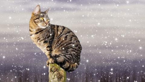 Синоптик рассказала, когда в Украину придут морозы