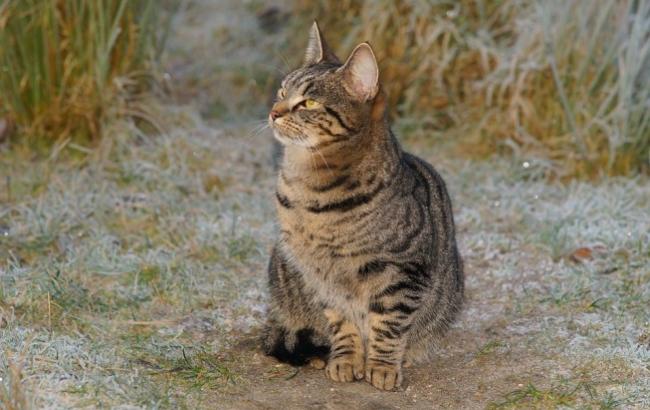 Синоптик дала радостный прогноз украинцам на конец недели