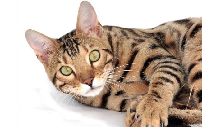 В сети умиляются видео игры кошки с выдрой