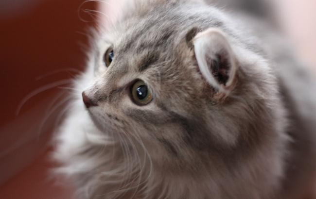 У Києві жінка викинула з вікна кішку: сусіди розповіли подробиці