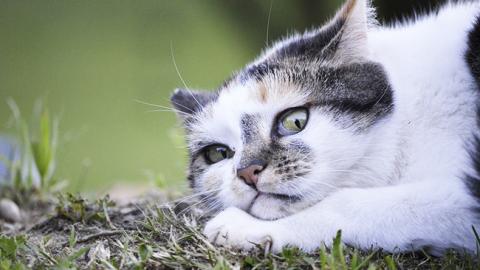 Дере шпалери: в Миколаєві неадекватна господиня тримає кошеня-скелета на мотузці