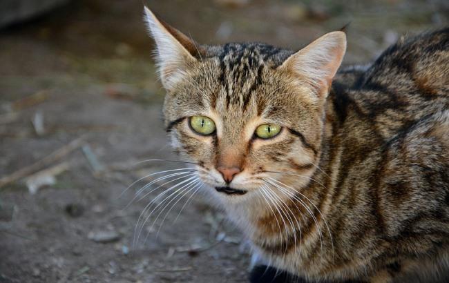 "Атмосферные впечатления": синоптик дала прогноз погоды на День Вооруженных сил Украины