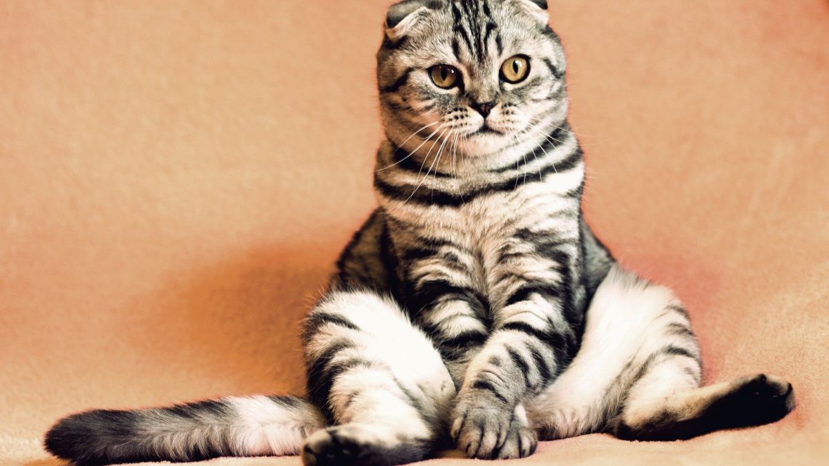 Почему кошку нужно впускать в дом первой - приметы о животных | Стайлер