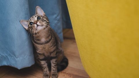 5 признаков, что ваш кот грустит, даже если выглядит нормально
