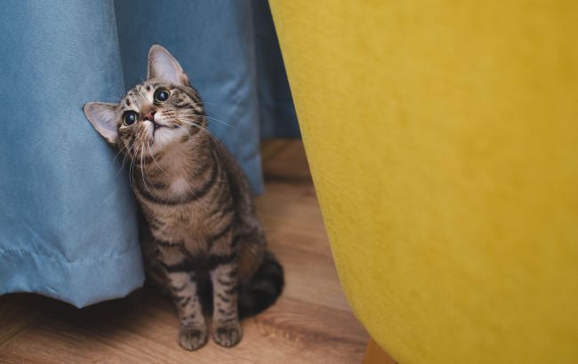 5 признаков, что ваш кот грустит, даже если выглядит нормально