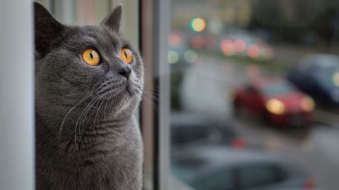 Вот почему никогда нельзя трогать кошачьи усы
