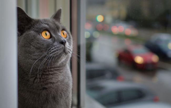 Вот почему коты "сходят с ума", когда смотрят в окно