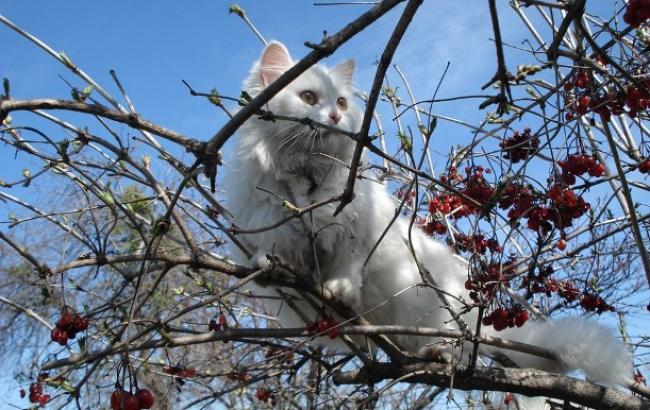 Не дали замерзнути: у Хмельницькій області рятувальники зняли з дерева кота
