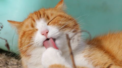 Вот почему коты на самом деле мурлыкают и топчут вас лапами