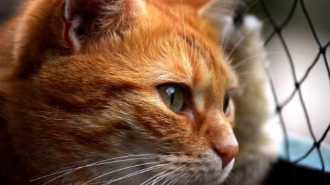 "Не оставляйте без присмотра": в Киеве кот погиб, застряв в окне (фото, видео)