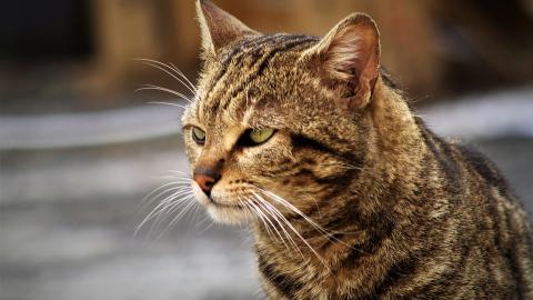 В Ужгороді шкуродер жорстоко вбиває котів (фото 18+)