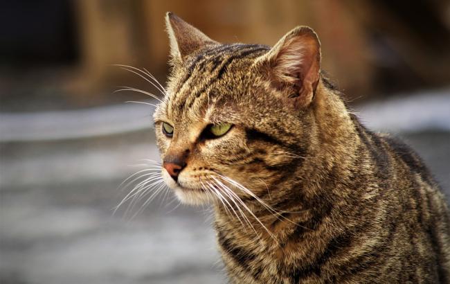 В Ужгороді шкуродер жорстоко вбиває котів (фото 18+)