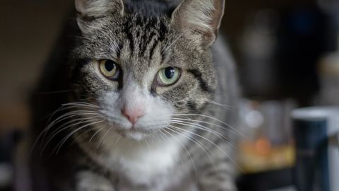 Прямо на витрине: в супермаркете Киева кота застали за "интересным" занятием (видео)